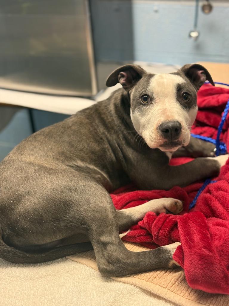 Pluto, Adoptable, Puppy Male Mixed Breed.