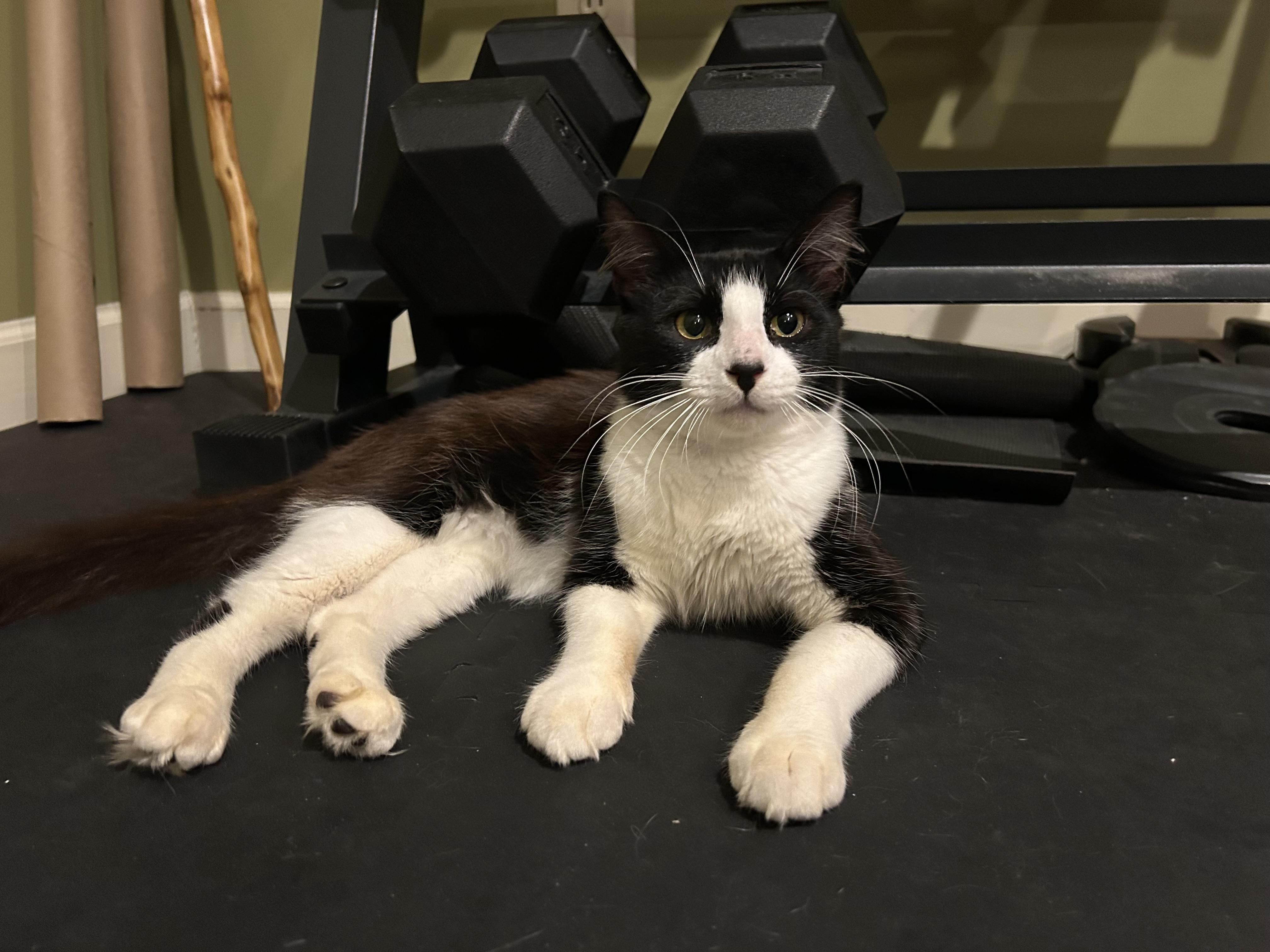Bosley, Adopted, Kitten Male Domestic Medium Hair.