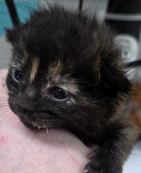 Enlarge Claire Standish, a ADOPTABLE Tortoiseshell in Davison, MI image 2/2