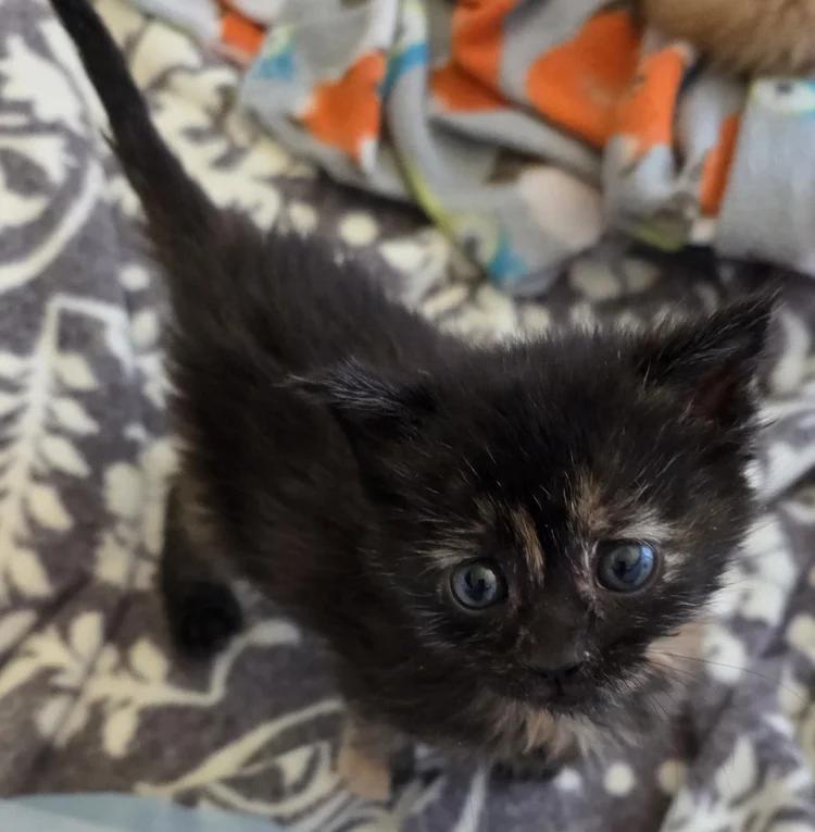 Enlarge Claire Standish, a ADOPTABLE Tortoiseshell in Davison, MI image 1/2