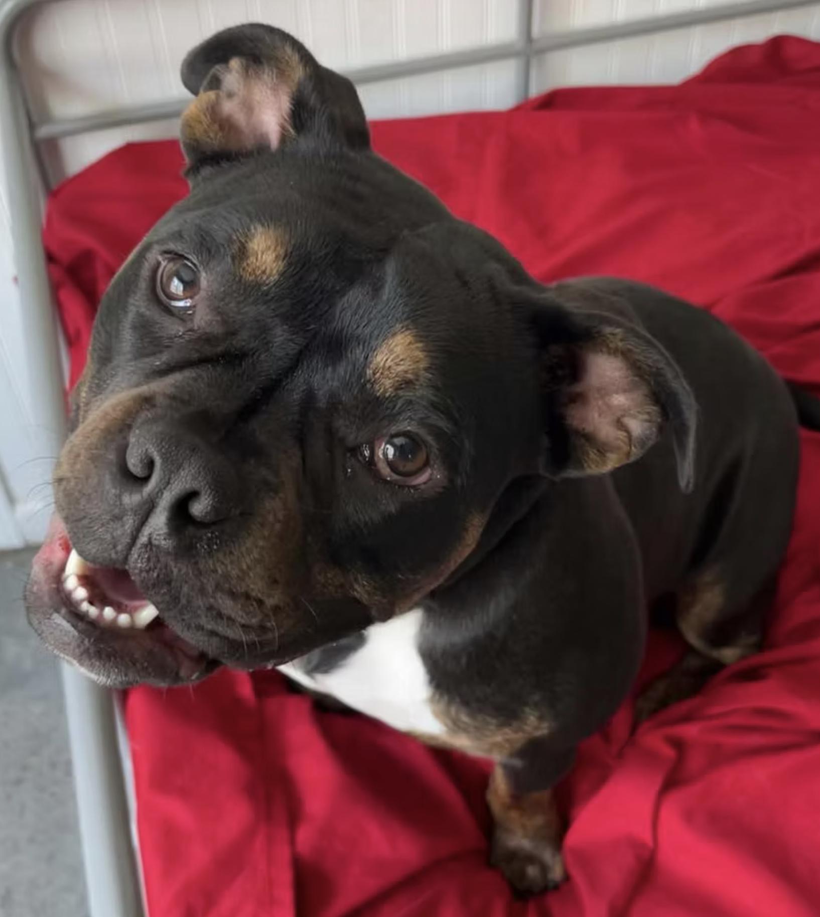 Blaire, Adopted, Adult Female Pit Bull Terrier.