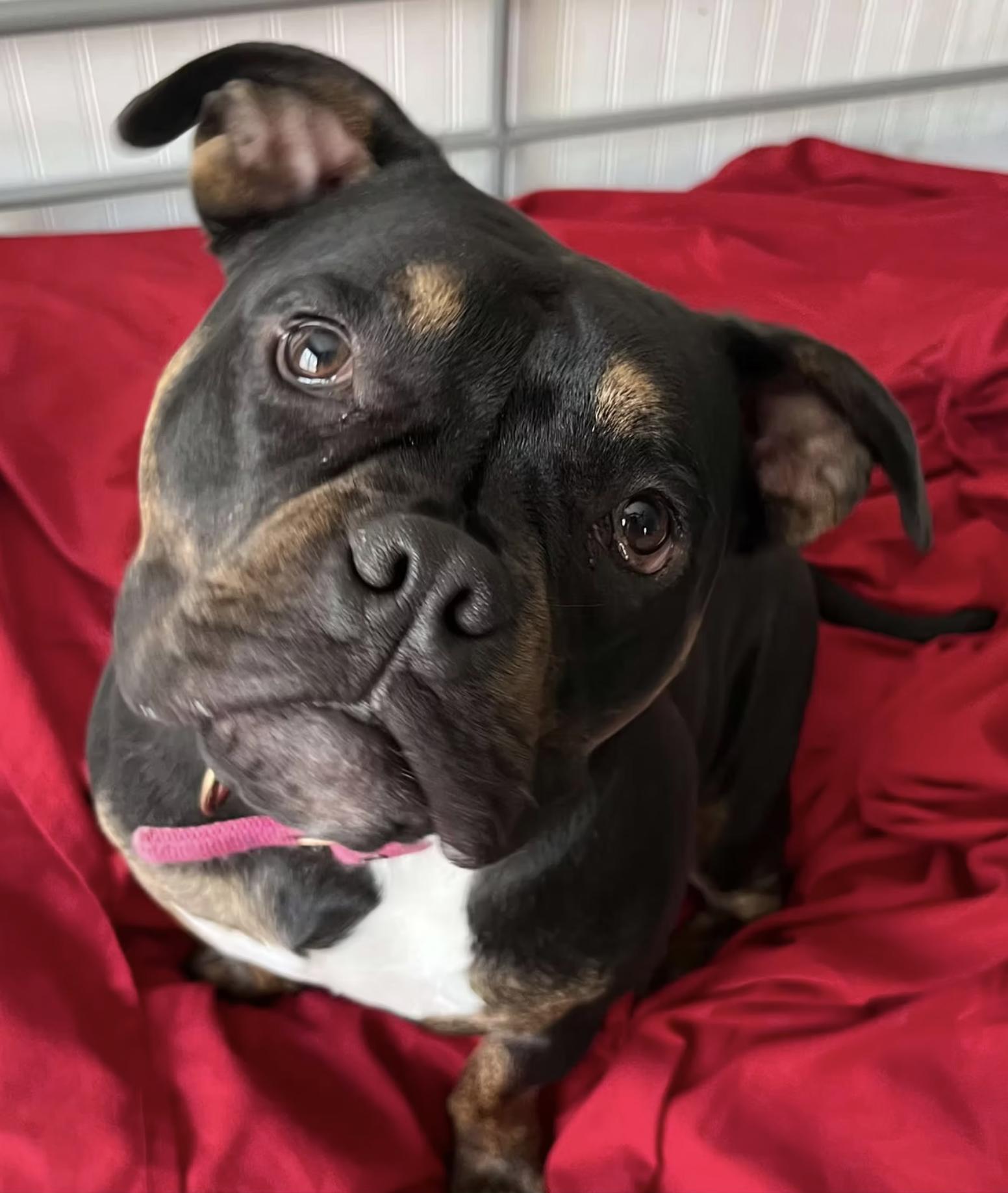 Enlarge Blaire, a Adopted mixed breed in Kansas City, MO image 2/2