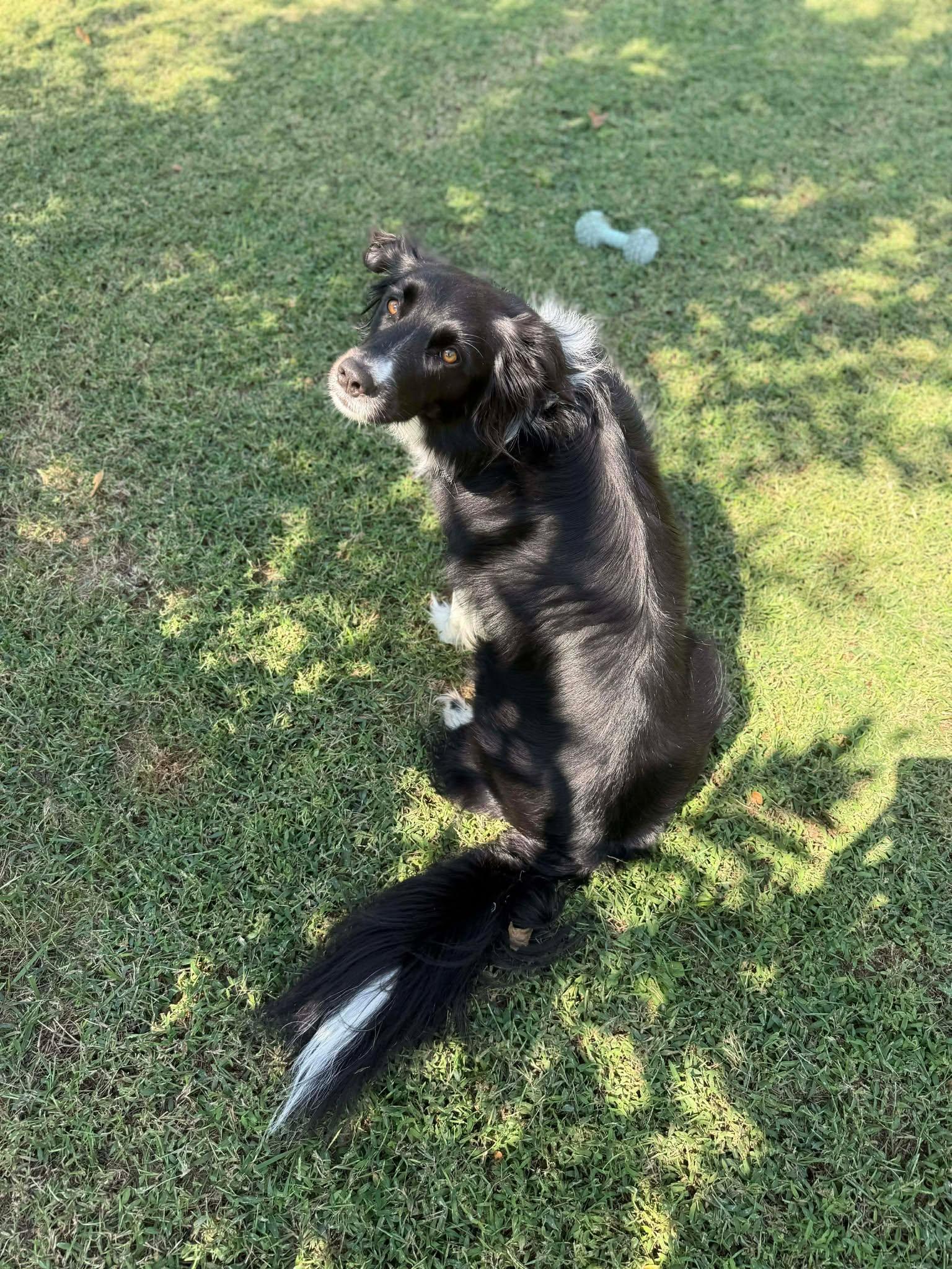 Sadee (Courtesy Post), a Adoptable mixed breed in Kansas City, MO image 2/3