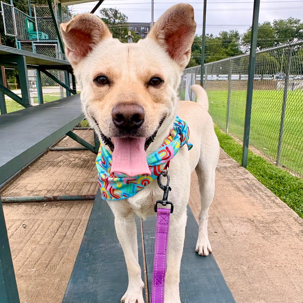Leorio, Adoptable, Adult Male Mixed Breed & Canaan Dog.