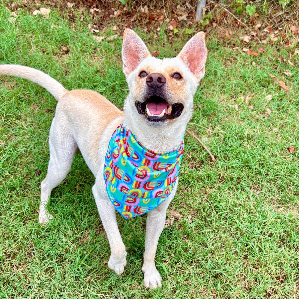 Enlarge Leorio, a Adoptable mixed breed in Salt Lake City, UT image 2/6