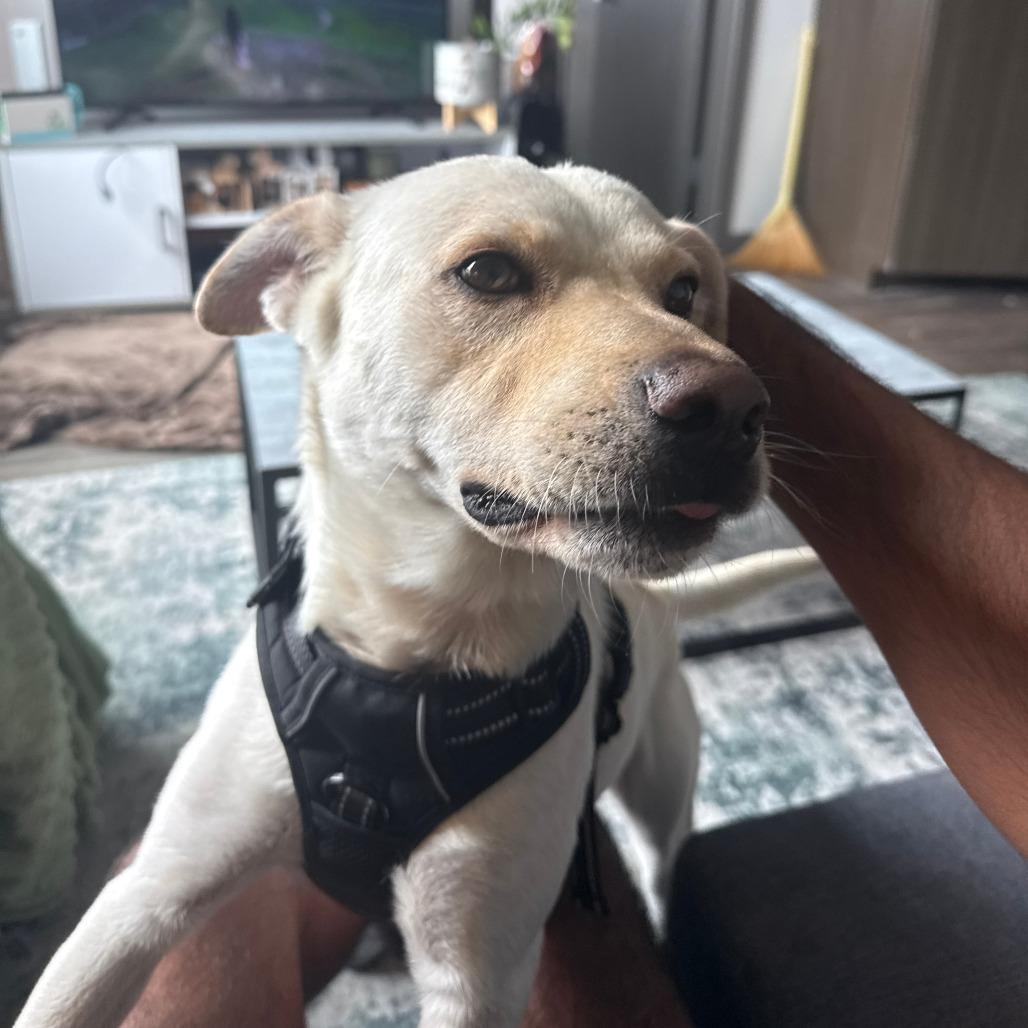 Leorio, a Adoptable mixed breed in Salt Lake City, UT image 3/6