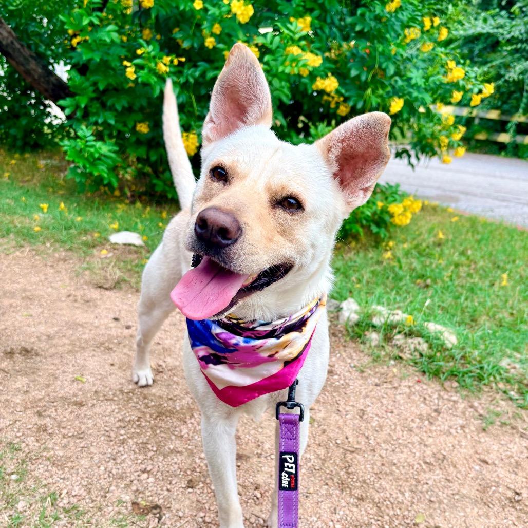 Leorio, a Adoptable mixed breed in Salt Lake City, UT image 4/6