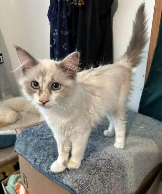 Orchid, ADOPTABLE, Kitten Female Domestic Medium Hair.