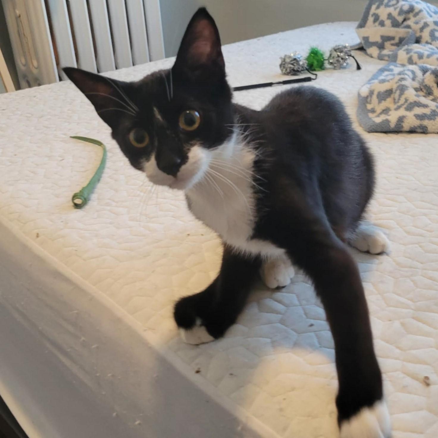 Sweet Potato, a Adoptable Domestic Short Hair in Kankakee, IL image 4/4