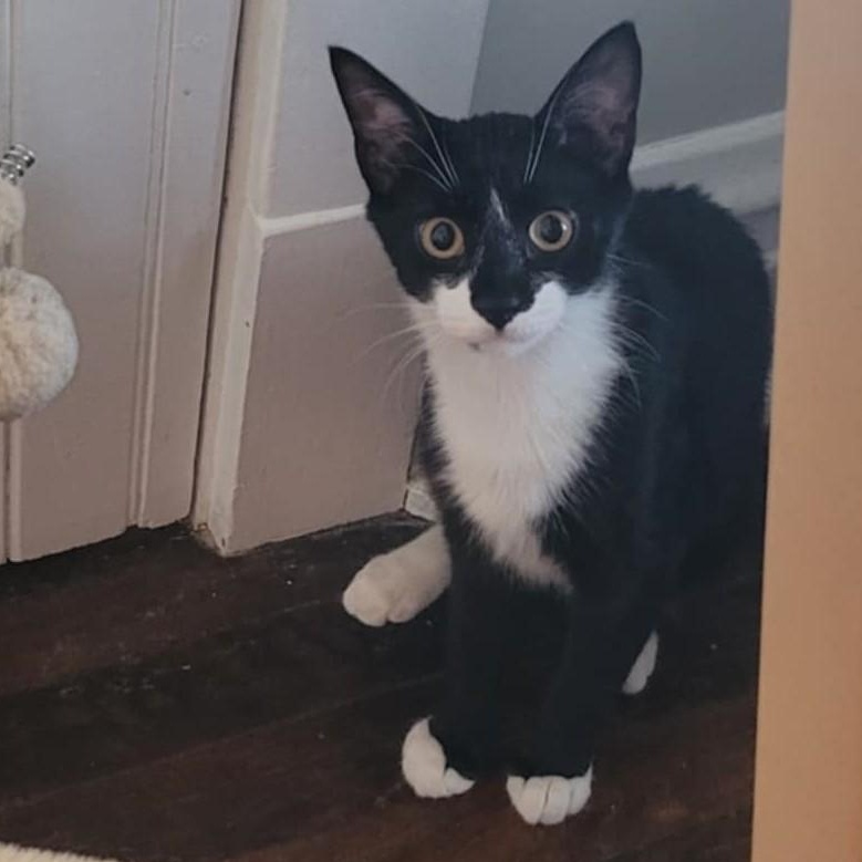 Sweet Potato, Adoptable, Young Male Domestic Short Hair.