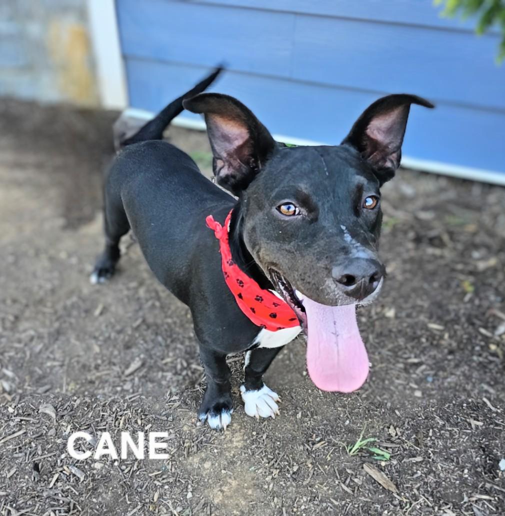 Cane - WHERE ARE YOU???