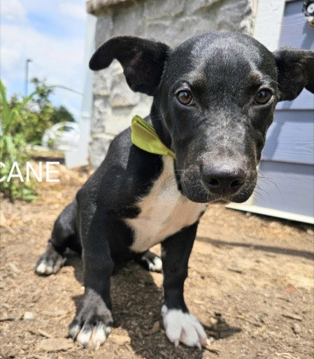 Cane - WHERE ARE YOU???