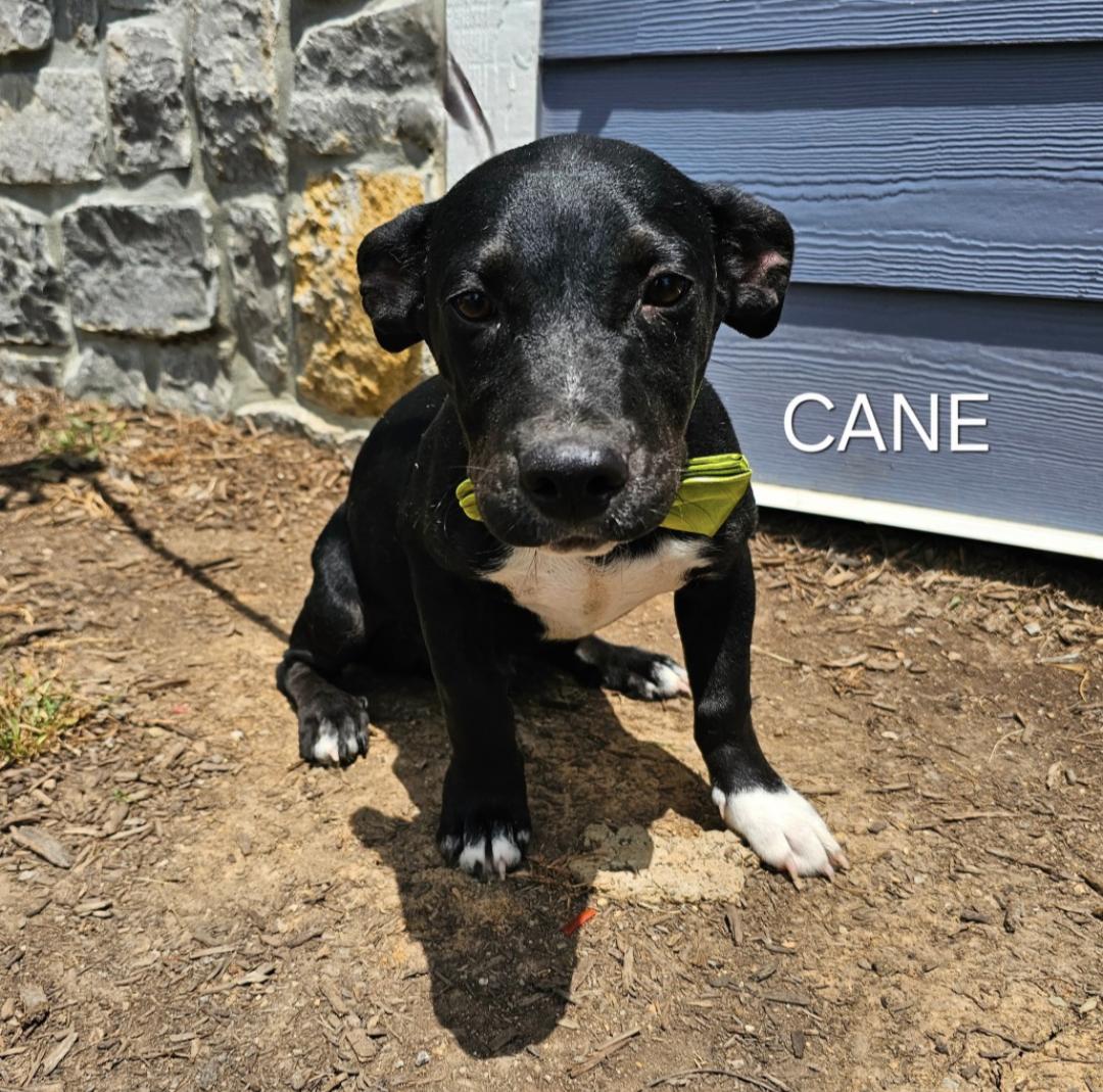 Cane & Creek thumbnail 4