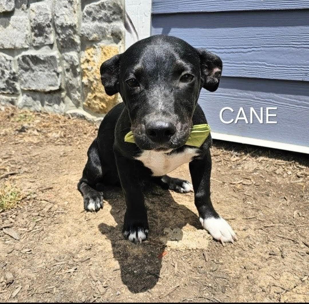 Cane - WHERE ARE YOU???