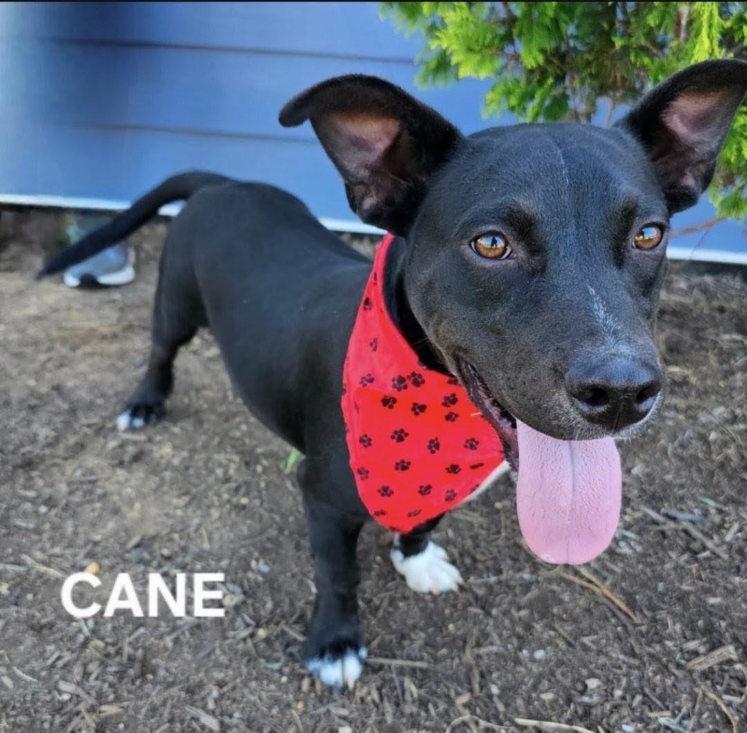 Cane - WHERE ARE YOU???