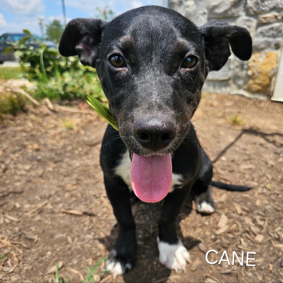 Cane & Creek