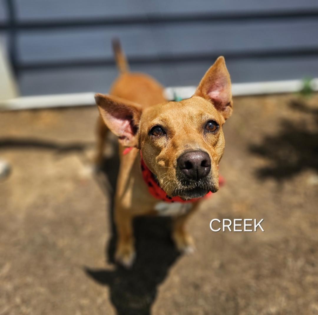 Cane & Creek thumbnail 5