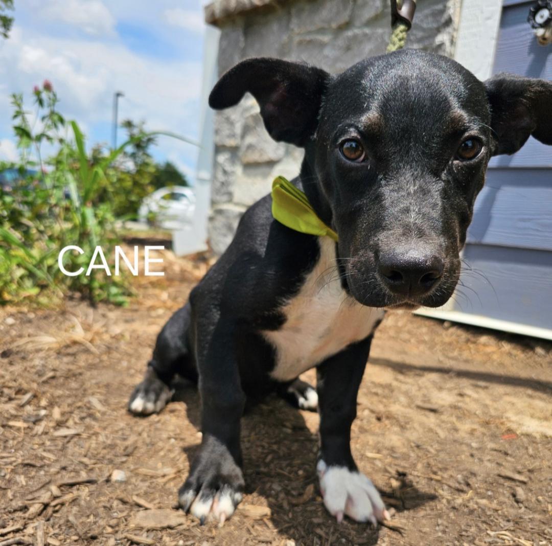 Cane & Creek thumbnail 2