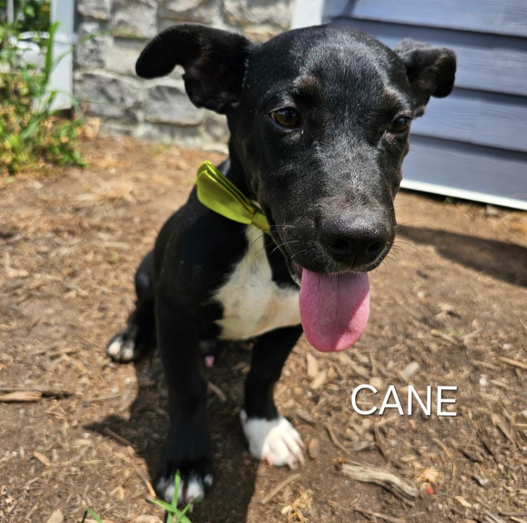 Cane - WHERE ARE YOU???