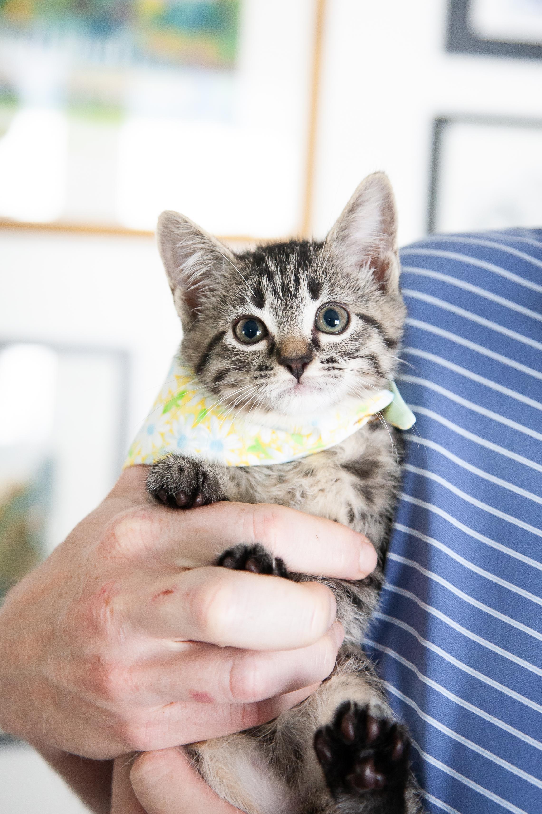 Sofia, ADOPTABLE, Young Female Domestic Short Hair.