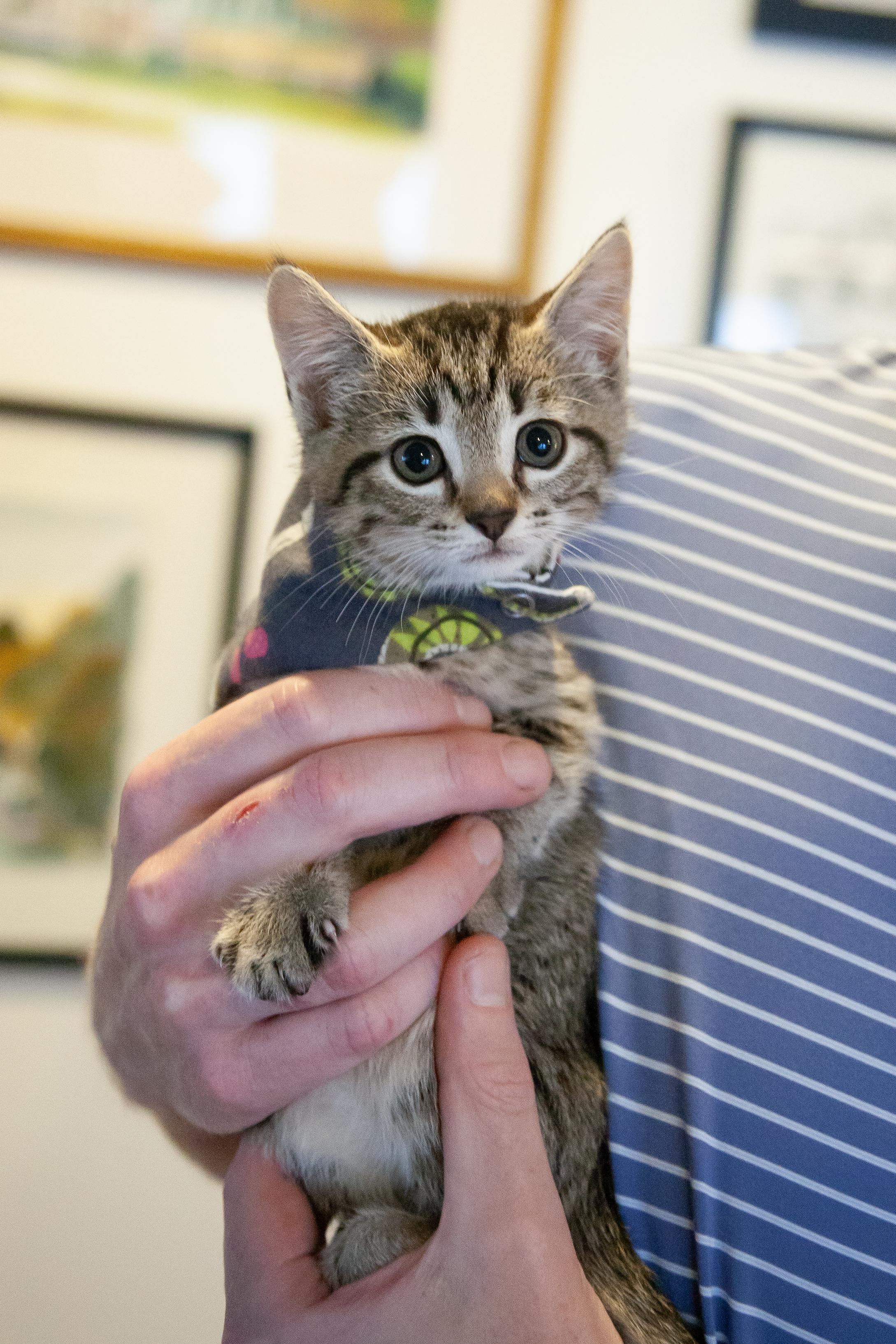 Sofia, a ADOPTABLE Domestic Short Hair in Nashville, TN image 4/4