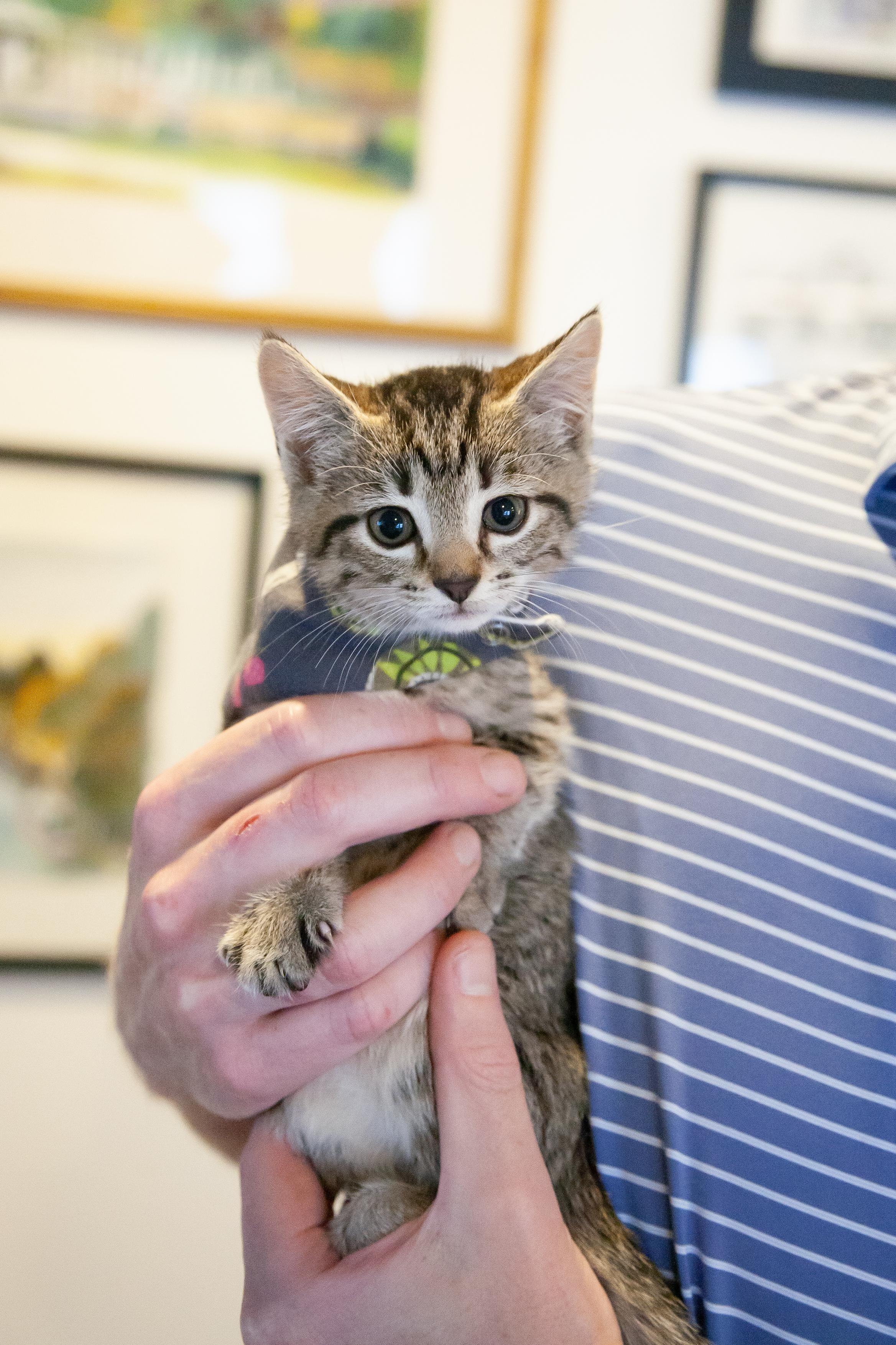 Sofia, a ADOPTABLE Domestic Short Hair in Nashville, TN image 3/4