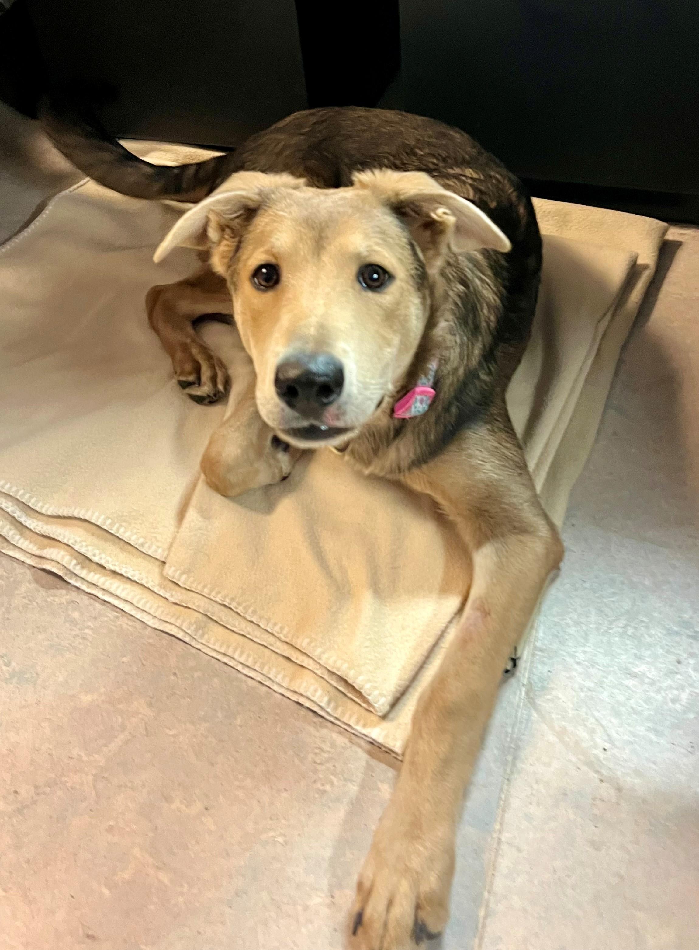 Syvlie, Adoptable, Young Female Collie.