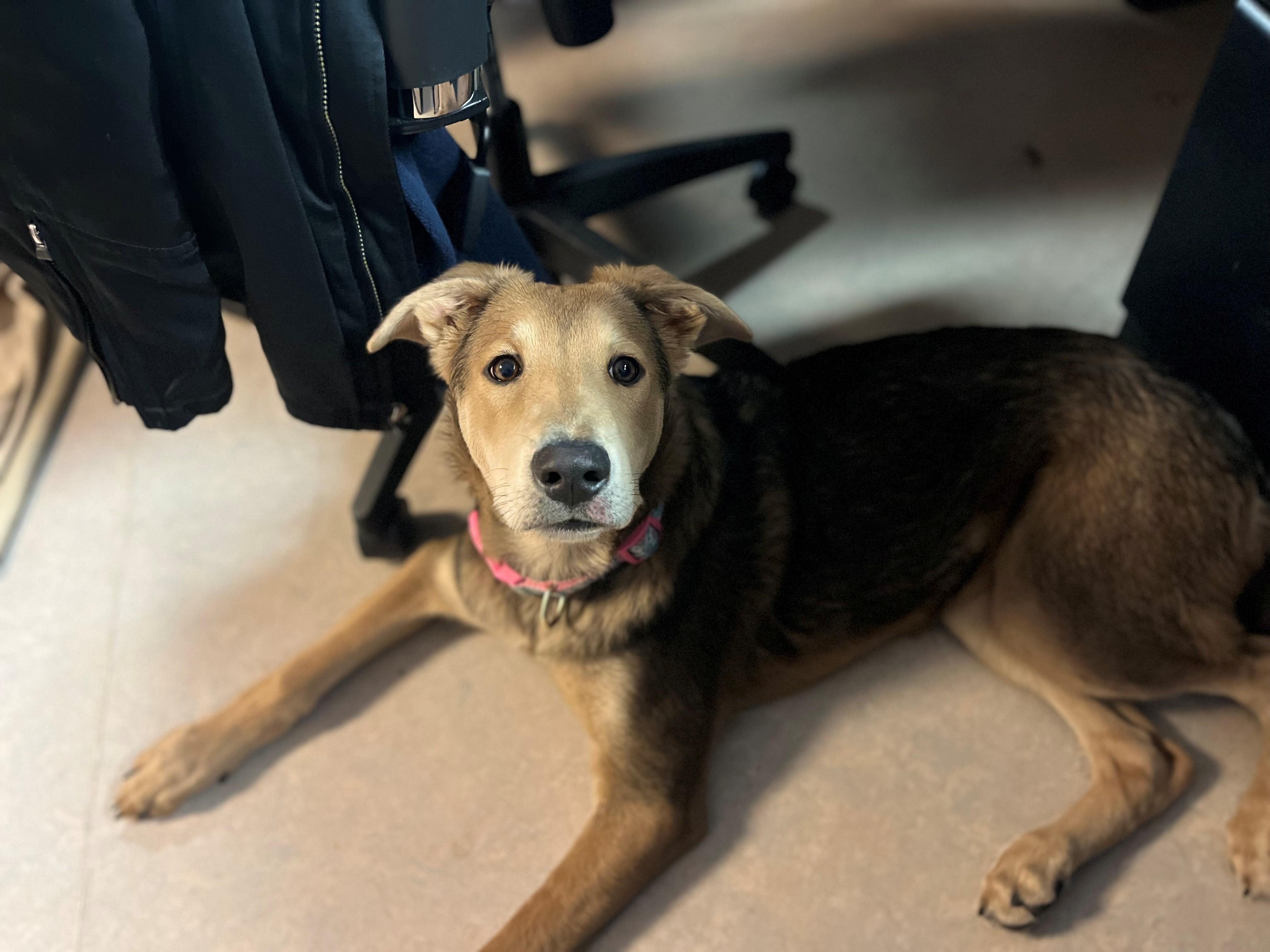 Enlarge Syvlie, a Adoptable mixed breed in Hamilton, ON image 2/5