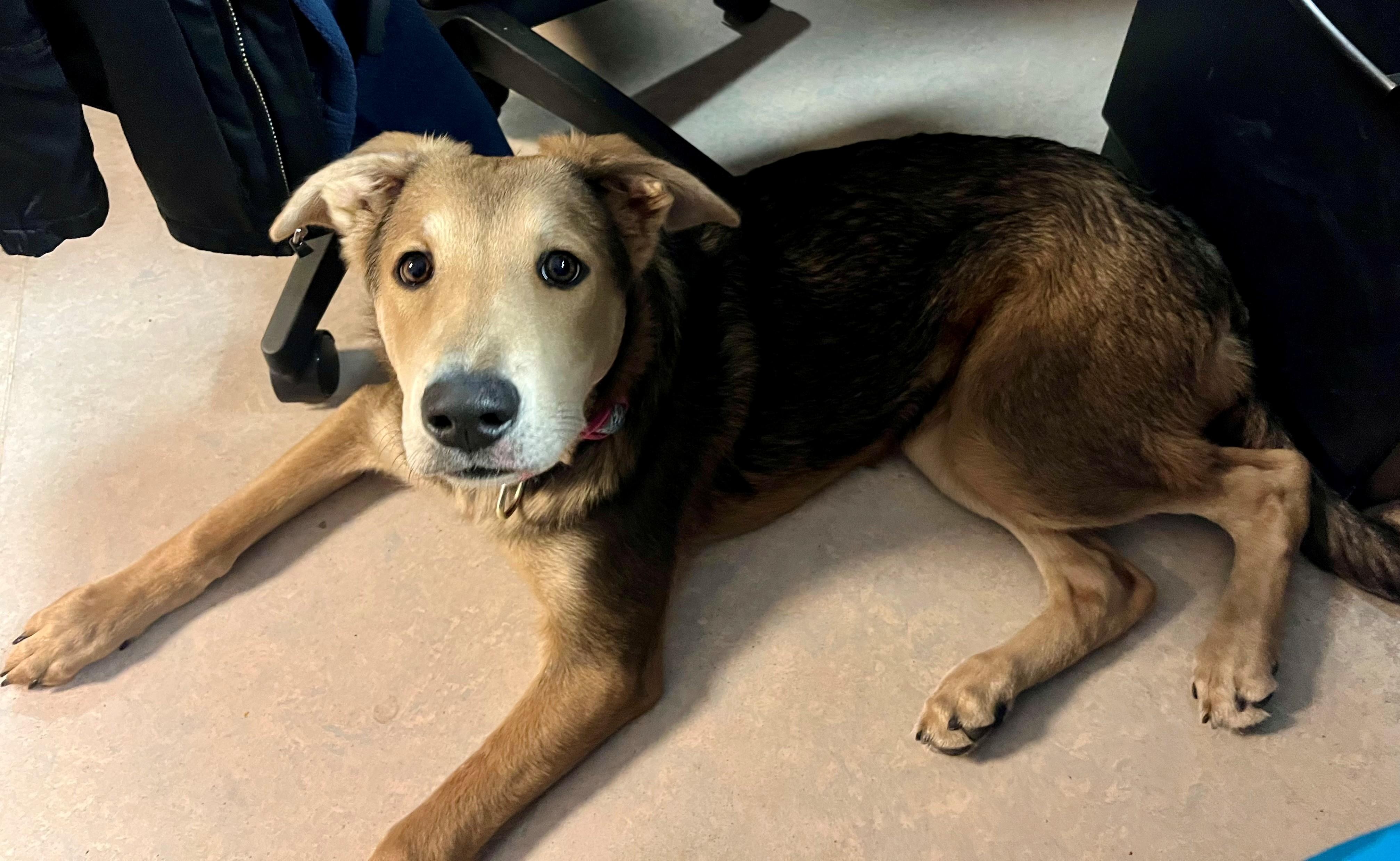 Enlarge Syvlie, a Adoptable mixed breed in Hamilton, ON image 3/5