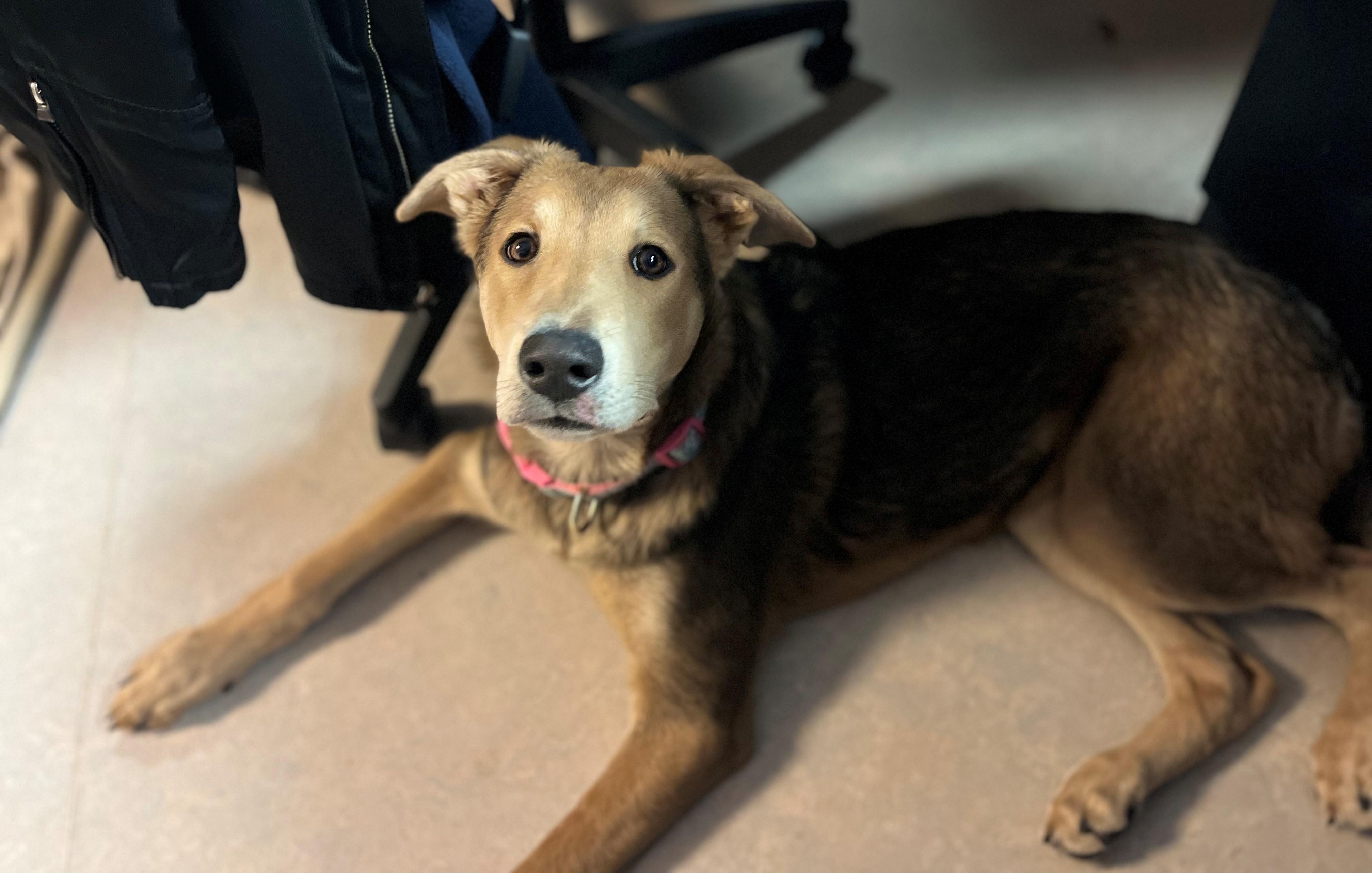 Enlarge Syvlie, a Adoptable mixed breed in Hamilton, ON image 4/5