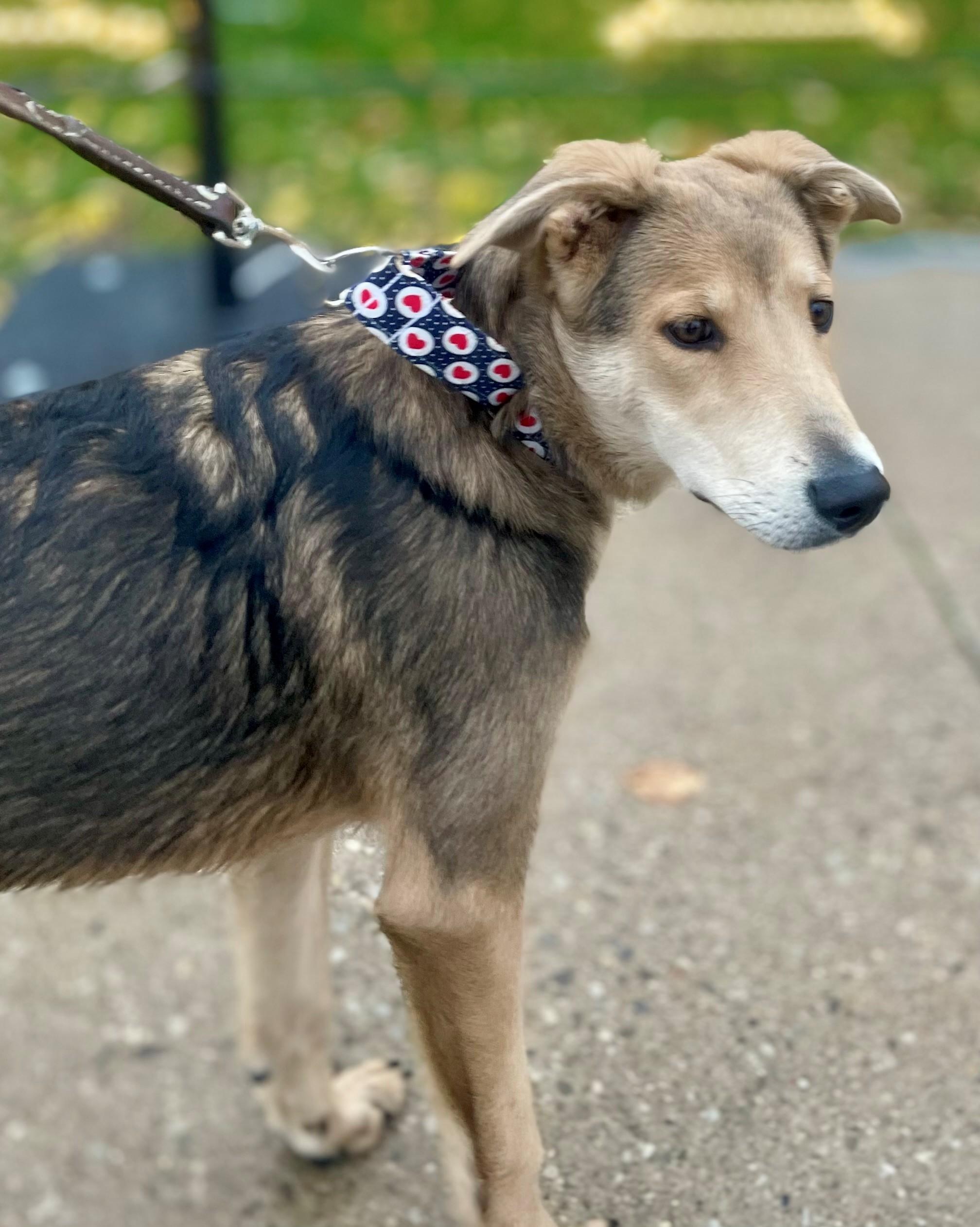 Enlarge Syvlie, a Adoptable mixed breed in Hamilton, ON image 5/5