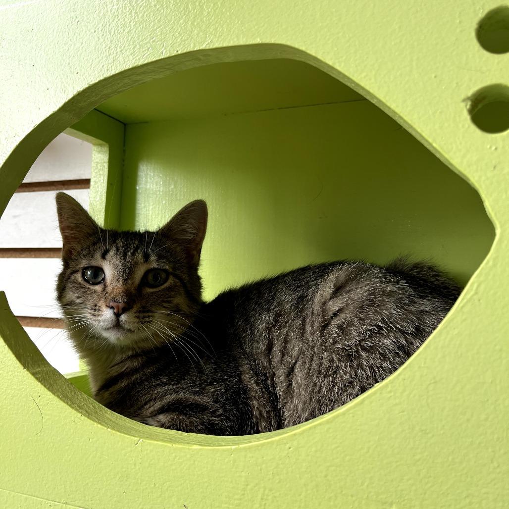 Enlarge May, a Adoptable Domestic Short Hair in Harrisonburg, VA image 1/3