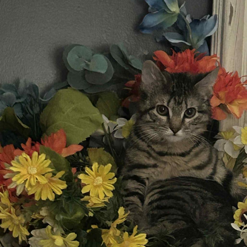Enlarge May, a Adoptable Domestic Short Hair in Harrisonburg, VA image 2/3