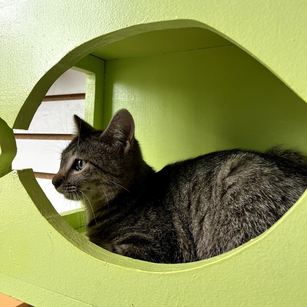 Enlarge May, a Adoptable Domestic Short Hair in Harrisonburg, VA image 3/3