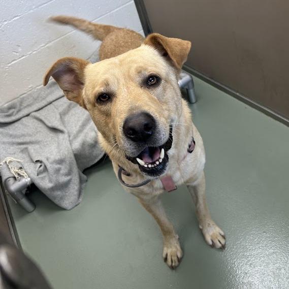 SVAS-Stray-39620, Adoptable, Adult Male Chow Chow & Yellow Labrador Retriever.