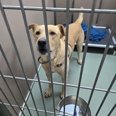 Enlarge SVAS-Stray-39620, a Adoptable mixed breed in Verona, VA image 2/2