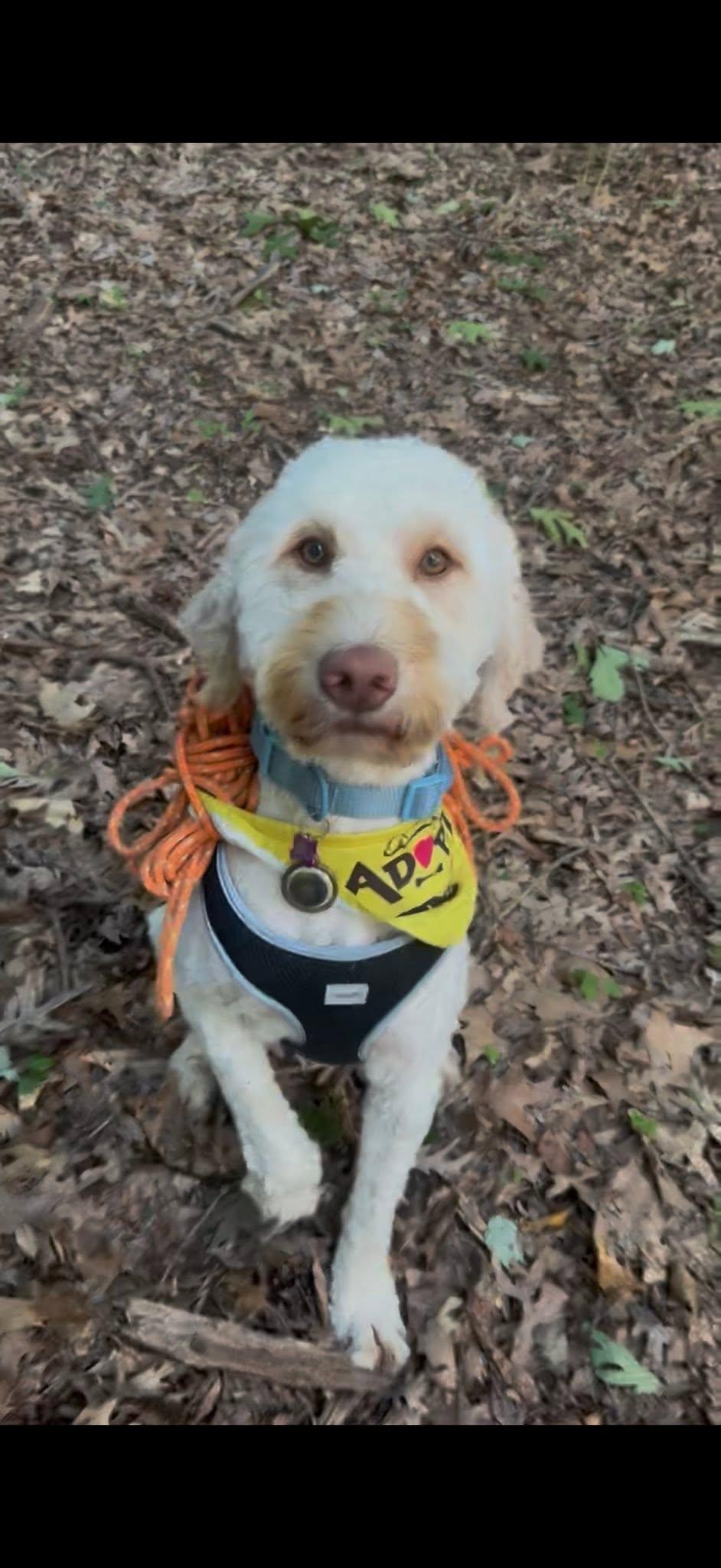 Polar, Adopted, Young Male Golden Retriever.