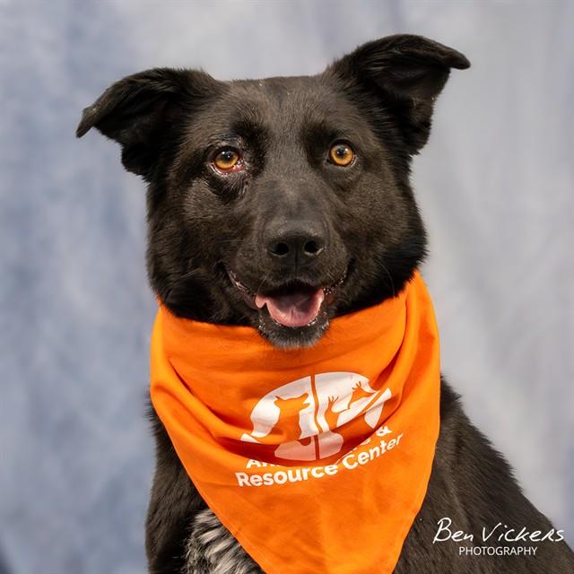 Enlarge OPHELIA, a Adoptable mixed breed in Albuquerque, NM image 1/1