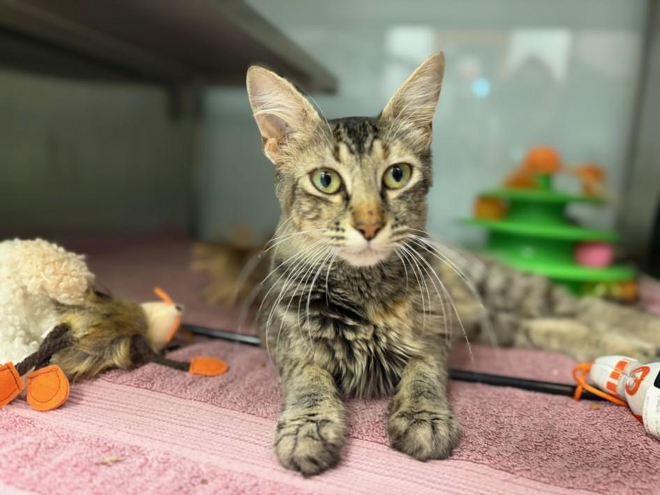 Enlarge NORMA*, a Adoptable Domestic Short Hair in Santa Cruz, CA image 1/1