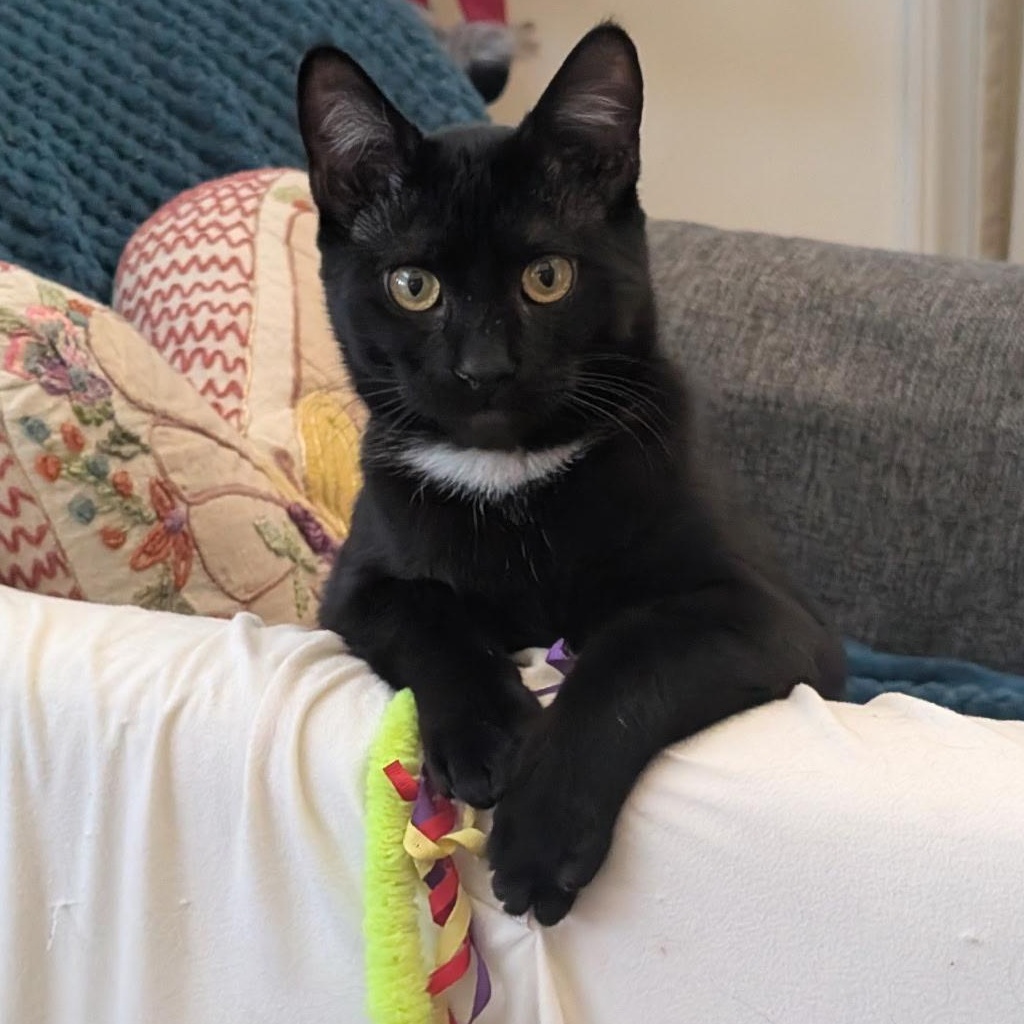 Sylvester, Adoptable, Young Male Domestic Short Hair.