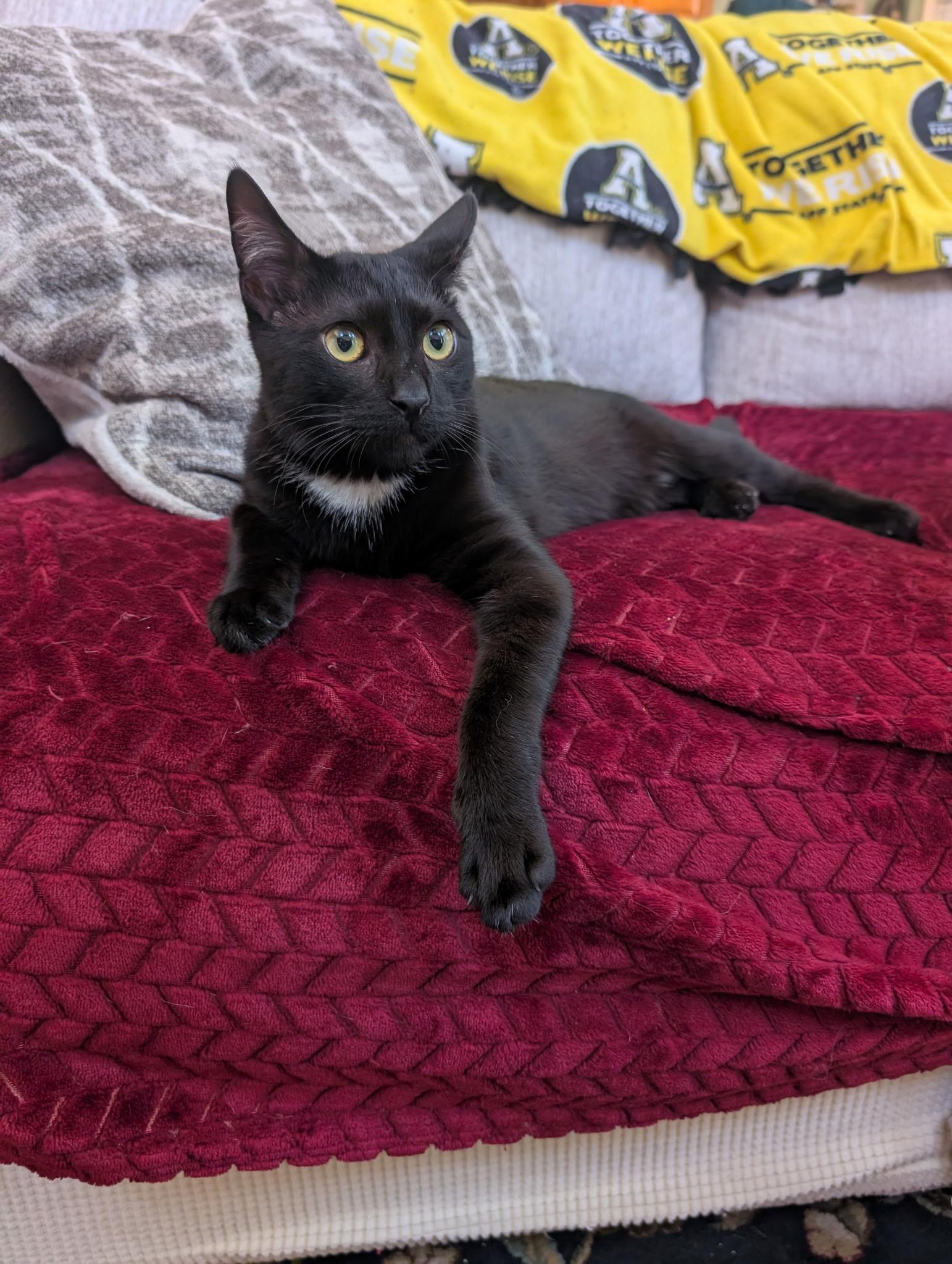 Enlarge Sylvester, a Adoptable mixed breed in Sanford, NC image 2/3