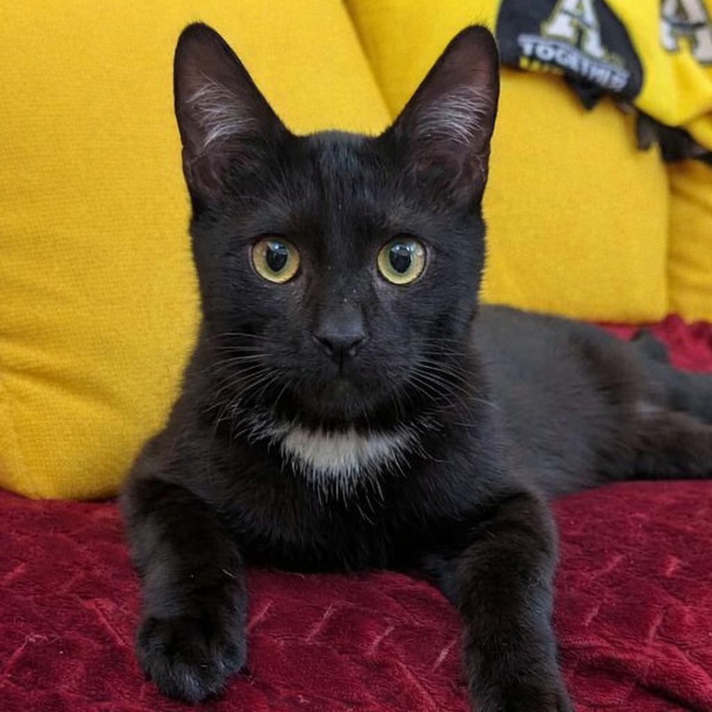 Enlarge Sylvester, a Adoptable mixed breed in Sanford, NC image 3/3