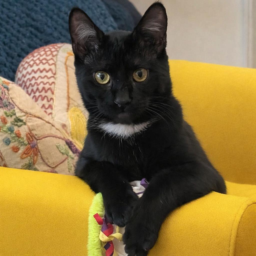 Enlarge Sylvester, a Adoptable mixed breed in Sanford, NC image 1/3