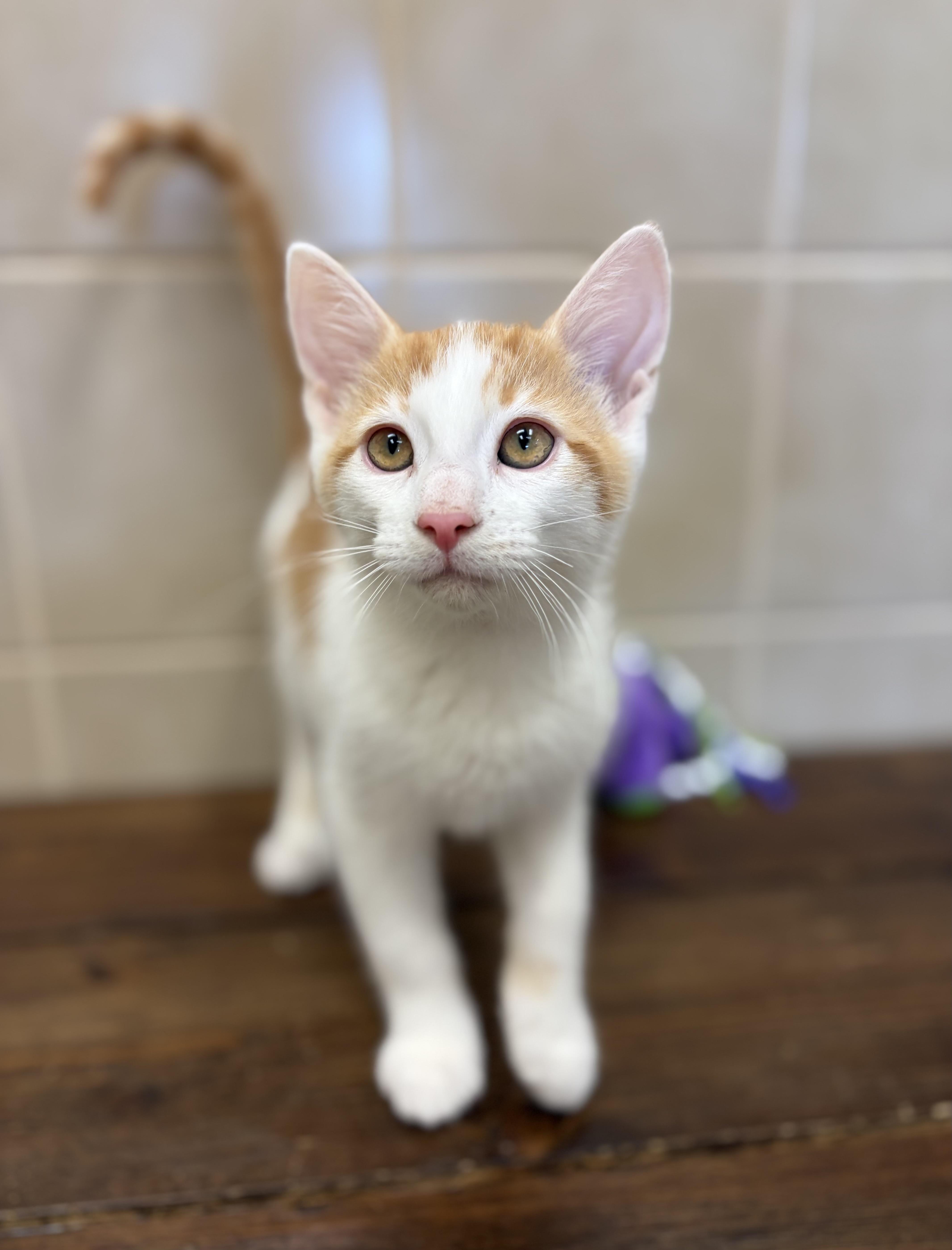 Enlarge Swiss, a ADOPTABLE mixed breed in Kerrville, TX image 1/1