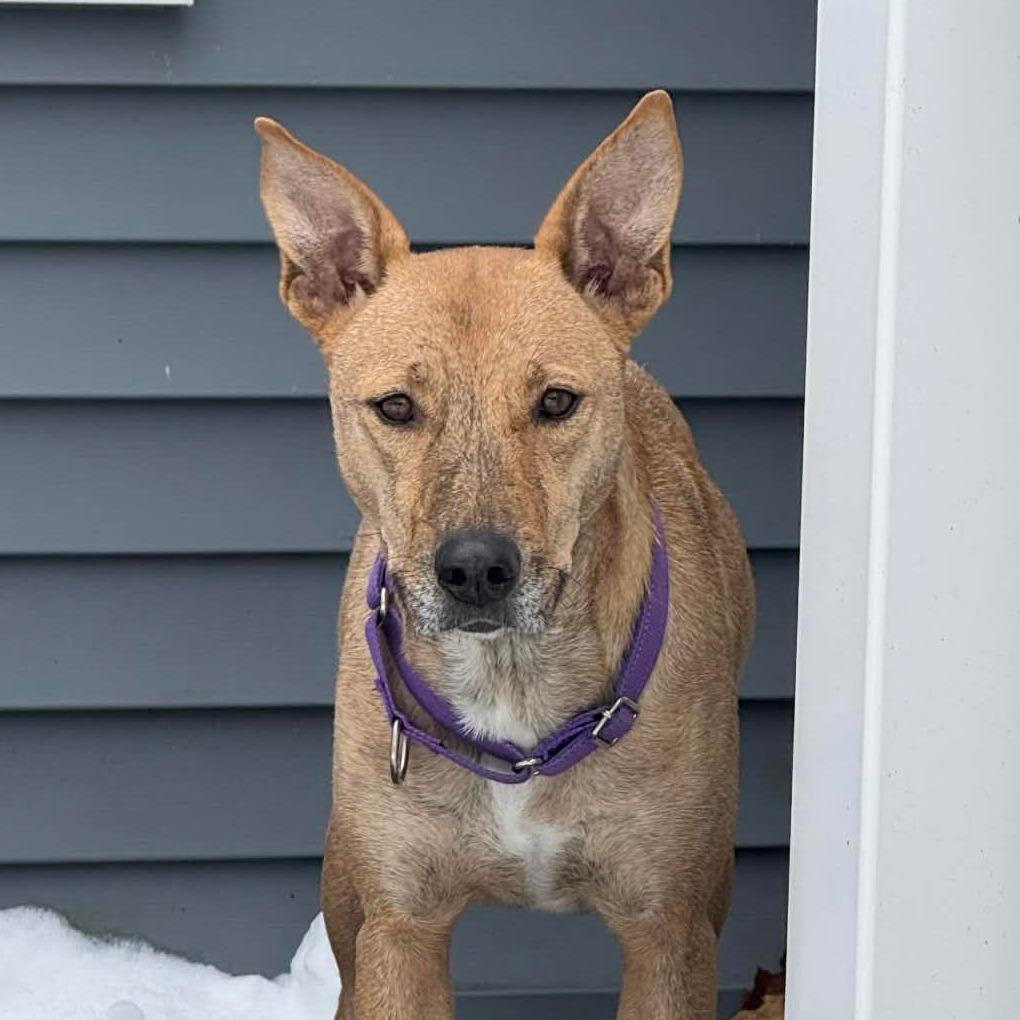 CT Estrella (Fostered in Eastford, CT), Adoptable, Adult Female Catahoula Leopard Dog.