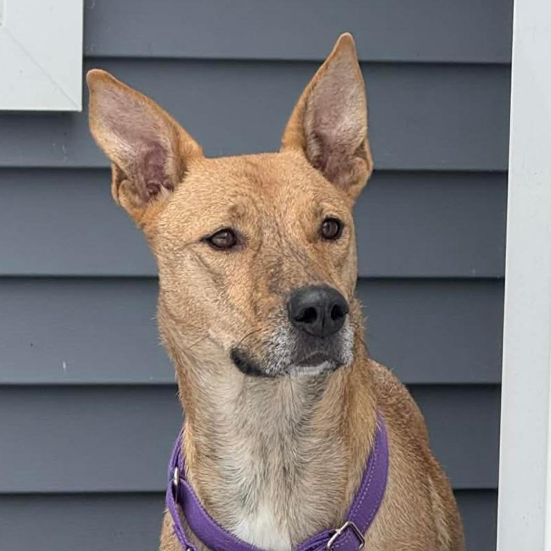 Enlarge CT Estrella (Fostered in Eastford, CT), a Adoptable mixed breed in Eastford, CT image 3/4