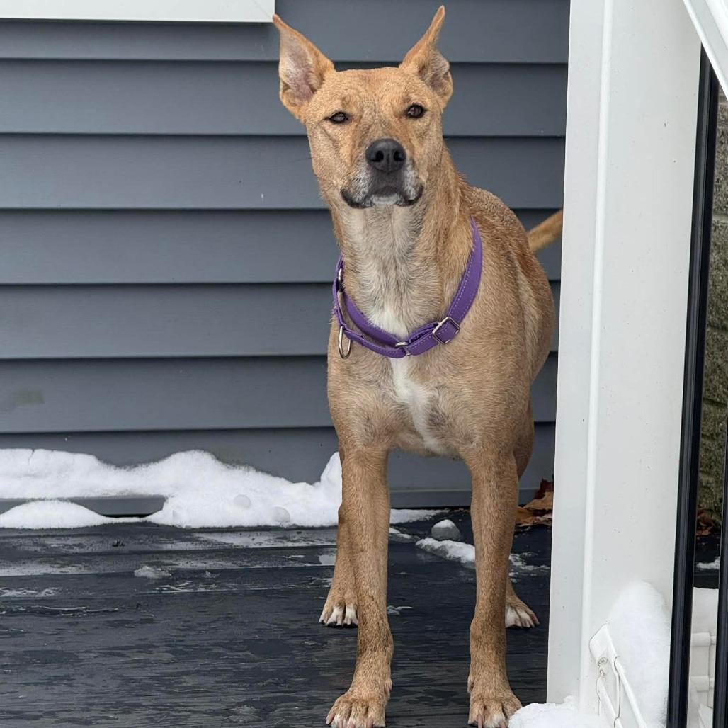 Enlarge CT Estrella (Fostered in Eastford, CT), a Adoptable mixed breed in Eastford, CT image 4/4