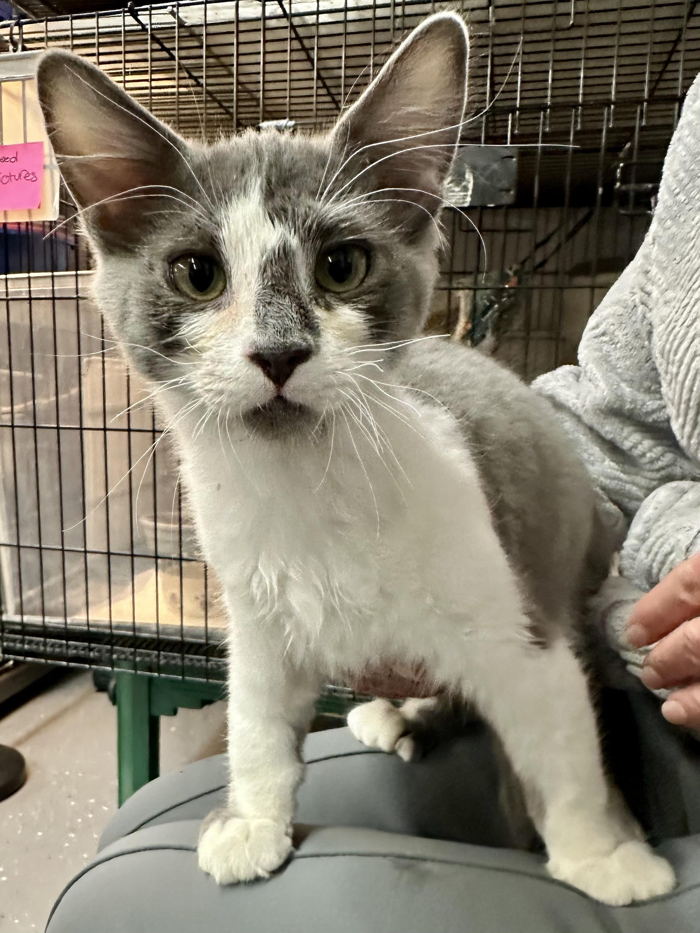 Enlarge Ash, a Adoptable Domestic Long Hair in Wasilla, AK image 1/1