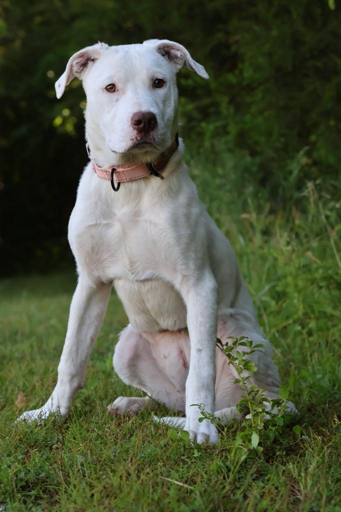Enlarge Sunnie, a Adoptable mixed breed in Columbia, TN image 1/5