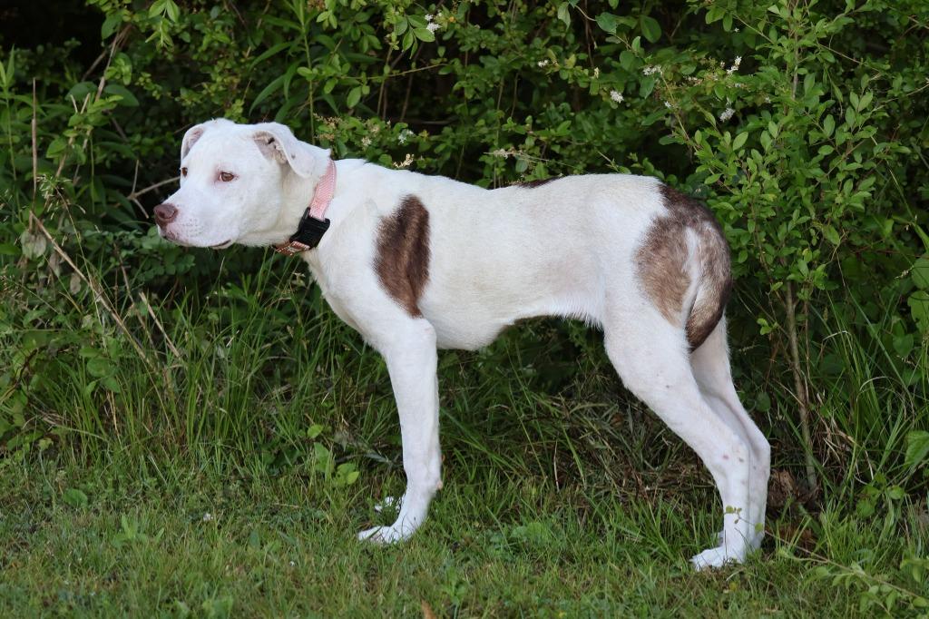 Enlarge Sunnie, a Adoptable mixed breed in Columbia, TN image 2/5